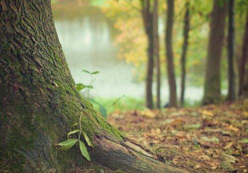 forêt forêt