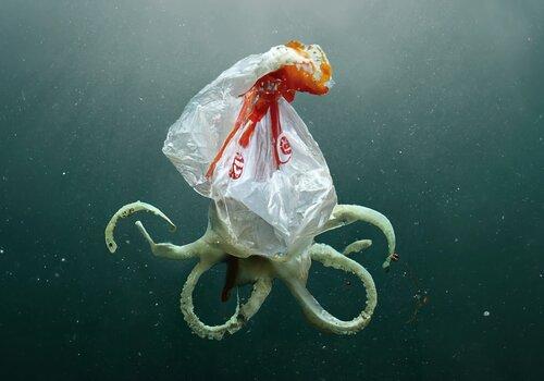 Animal marin recouvert d'un sac plastique