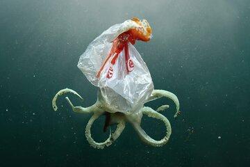 Animal marin recouvert d'un sac plastique